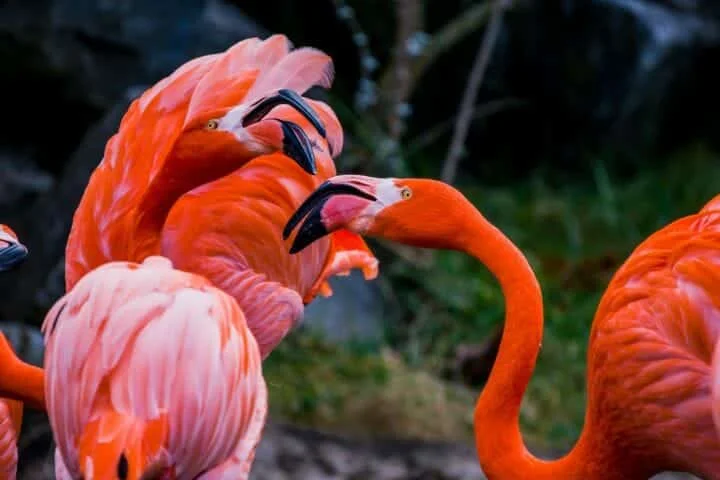 do flamingos lay eggs