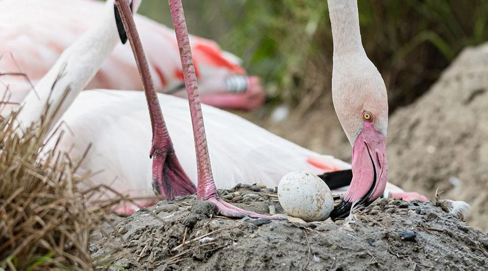 Do Flamingos Lay Eggs: Mystery